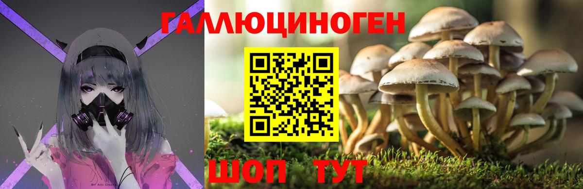 Псилоцибиновые грибы Cubensis Новозыбков